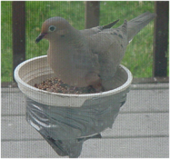 Pigeon in bowl