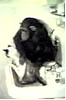 Monkey Washing a Cat