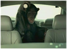 Monkey Theft Retrieval System