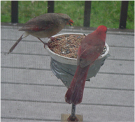 Cardinals Eating