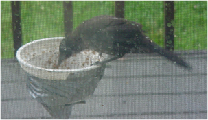 Crow Eating