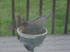 Pigeon blocking sparrow